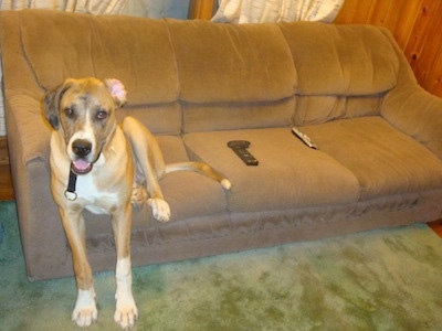 A brown with white Saint Dane is sitting on a couch and its front paws are on a carpet. It is looking forward, its mouth is open and its right ear is flipped inside out. There are a few TV remotes next to it.